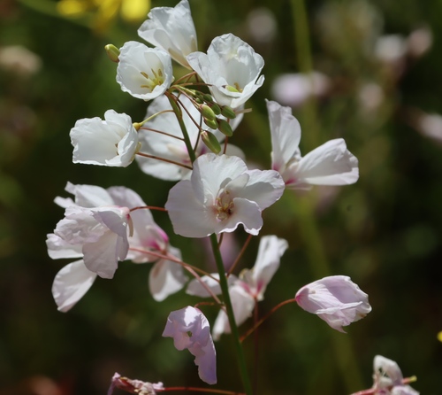 Image of Heliophila laciniata by (c) Tony Rebelo, some rights reserved (CC BY-SA)