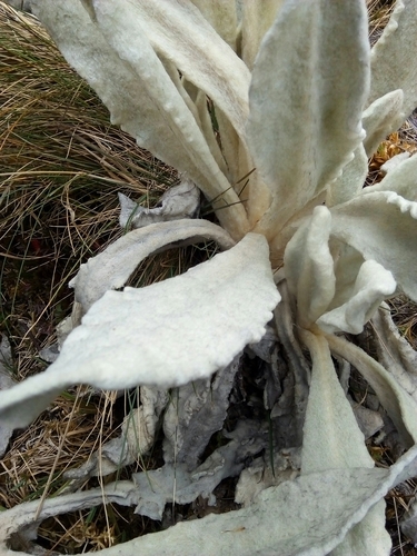 Culcitium canescens, photograph 4