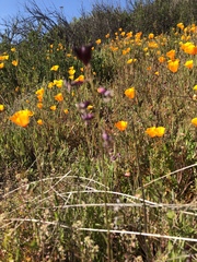 Caulanthus heterophyllus