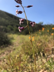 Caulanthus heterophyllus