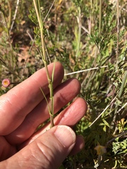 Caulanthus heterophyllus