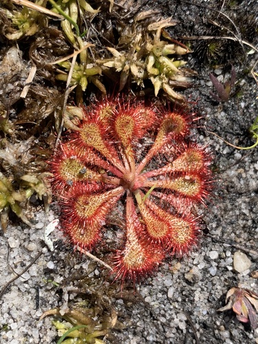 Natal Sundew