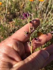 Caulanthus heterophyllus