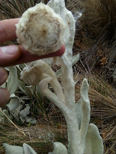 Culcitium canescens, photograph 5
