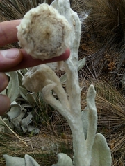 Culcitium canescens, photograph nandocorbelle, CC BY, iNaturalist via GBIF