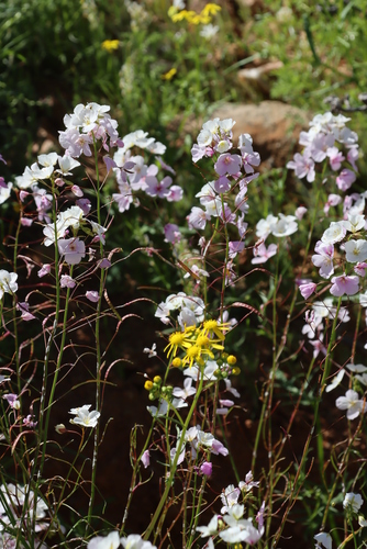 Image of Heliophila laciniata by (c) Tony Rebelo, some rights reserved (CC BY-SA)