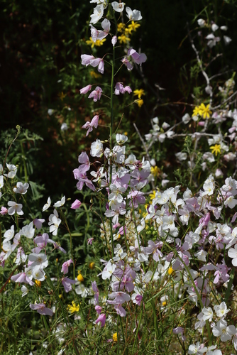 Image of Heliophila laciniata by (c) Tony Rebelo, some rights reserved (CC BY-SA)