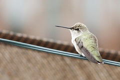 Archilochus alexandri