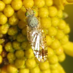 Euarestoides acutangulus