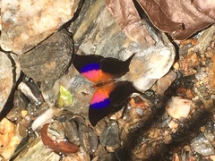 Marpesia furcula