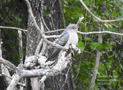 Cuculus optatus