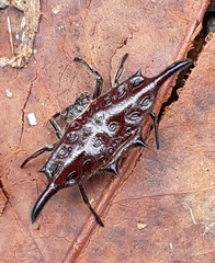 Gasteracantha diardi