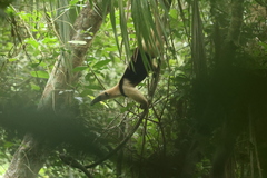 Tamandua mexicana image