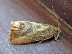 Olethreutes hamameliana