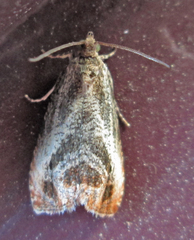 Olethreutes hamameliana