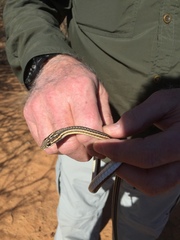 Psammophis leightoni