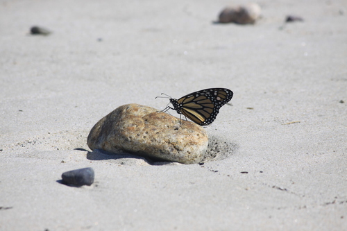 Monarch photographed in Massachusetts