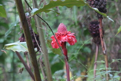 Etlingera elatior image