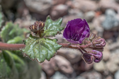 Phacelia calthifolia
