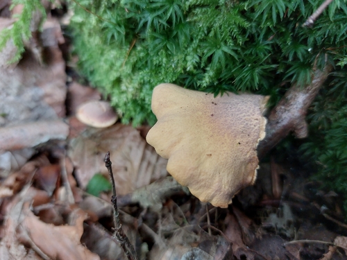 Cantharellus amethysteus — (c) Tim Eberling, some rights reserved (CC BY)