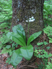 Clintonia udensis