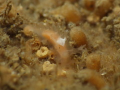 Tritonicula myrakeenae