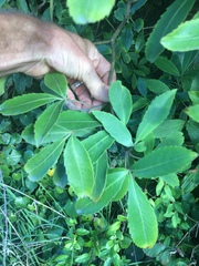 Pseudopanax macintyrei