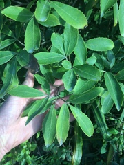 Pseudopanax macintyrei