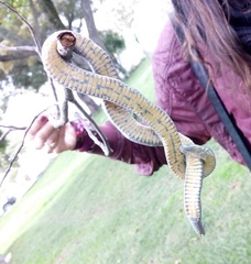 Atractus crassicaudatus