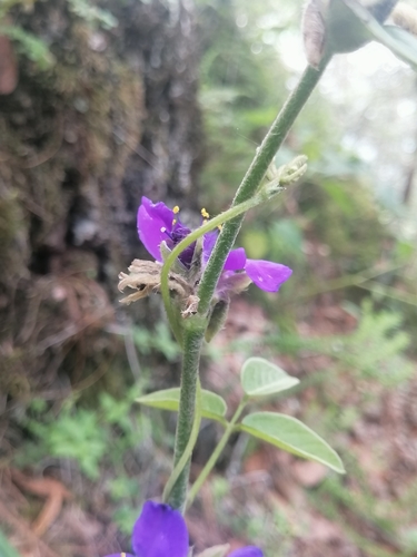 Image of Tradescantia crassifolia by (c) Erick Vélez Sánchez, some rights reserved (CC BY)