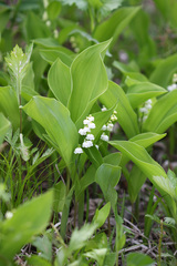 Convallaria keiskei