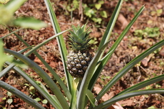Ananas comosus image