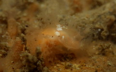 Tritonicula myrakeenae