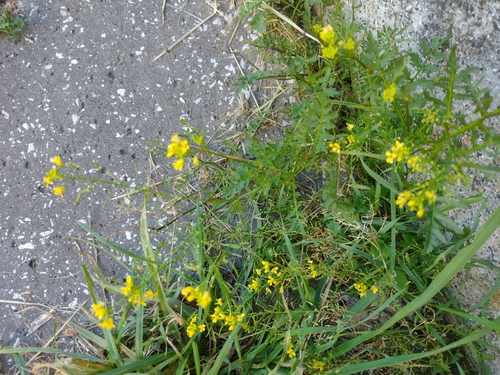 roripa lesná (Rorippa sylvestris)