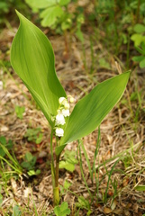 Convallaria keiskei