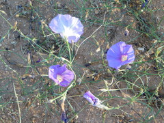 Ipomoea ternifolia leptotoma