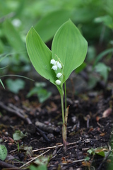 Convallaria keiskei