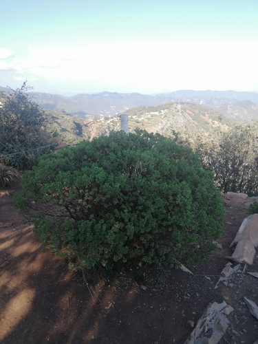 Image of Baccharis conferta by (c) Erick Vélez Sánchez, some rights reserved (CC BY)