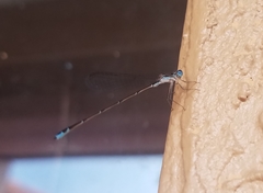 Nehalennia pallidula