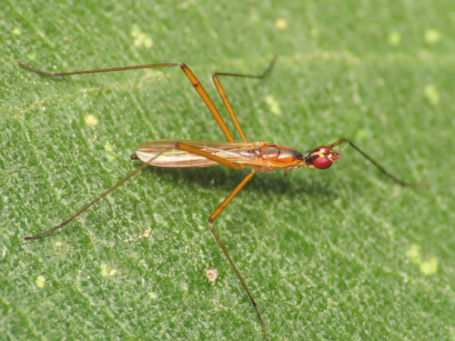 Micropeza grallatrix