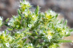 Cryptantha maritima