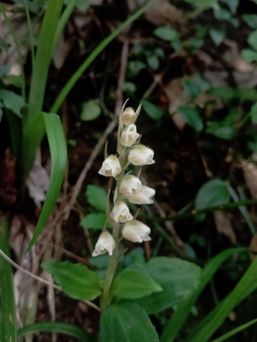 Goodyera foliosa (Goodyera foliosa)