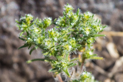 Cryptantha maritima