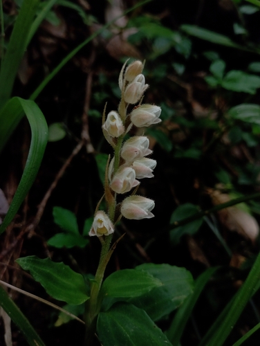 Image of Goodyera foliosa by (c) jimmy, some rights reserved (CC BY)