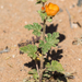 Coulter's Globemallow - Photo (c) BJ Stacey, some rights reserved (CC BY-NC), uploaded by BJ Stacey
