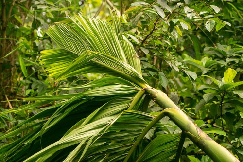 Areca catechu