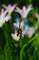 Lissonotus flavocinctus