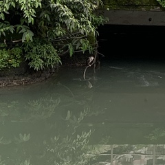 Nycticorax nycticorax