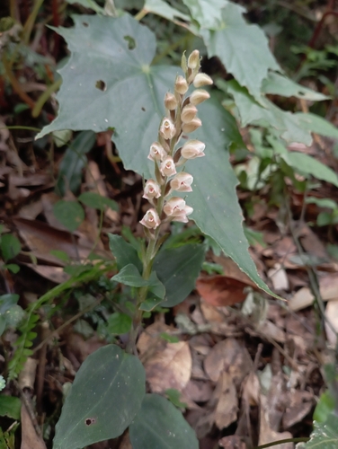 Image of Goodyera foliosa by (c) jimmy, some rights reserved (CC BY)