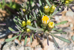 Thymophylla concinna